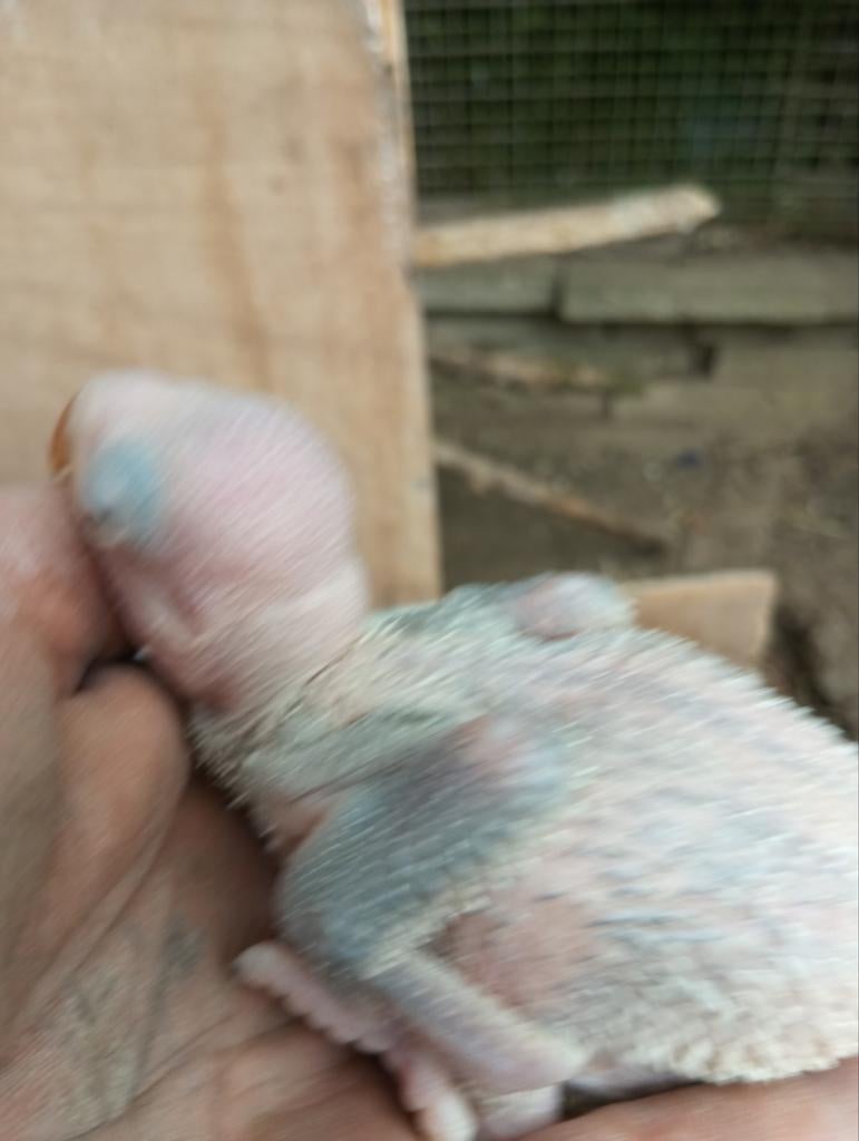 Jonge groot Alexander parkieten, Dieren en Toebehoren, Vogels | Parkieten en Papegaaien, Meerdere dieren, Parkiet, Geringd