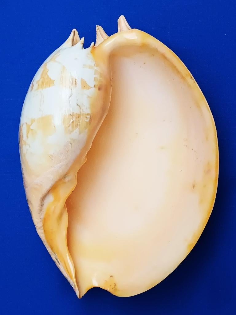 schelpen, Melo umbilicatus, Ophalen of Verzenden, Schelp(en)