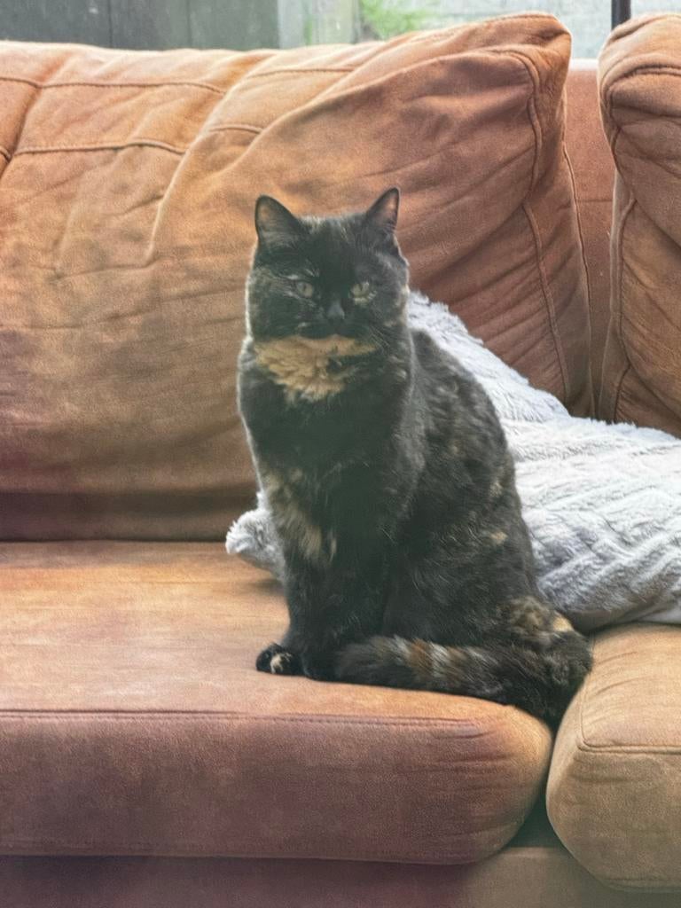 Schildpad-britskortharige kat, Dieren en Toebehoren, Kater, 0 tot 2 jaar