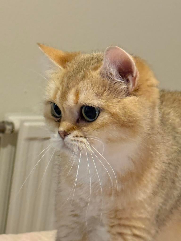 Britse Korthaar Golden Shaded met Stamboom, Poes