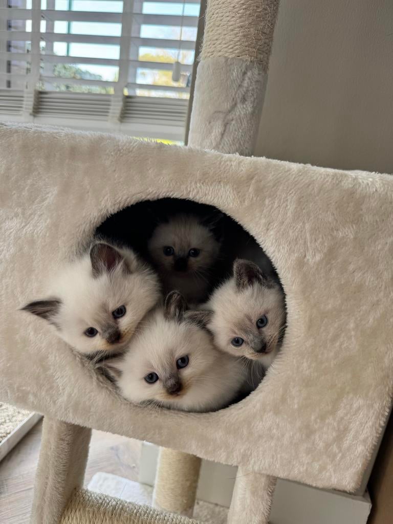 Nog 1 kitten beschikbaar! Ragdoll - Siamees kittens, Dieren en Toebehoren, Katten en Kittens | Overige Katten, Meerdere dieren