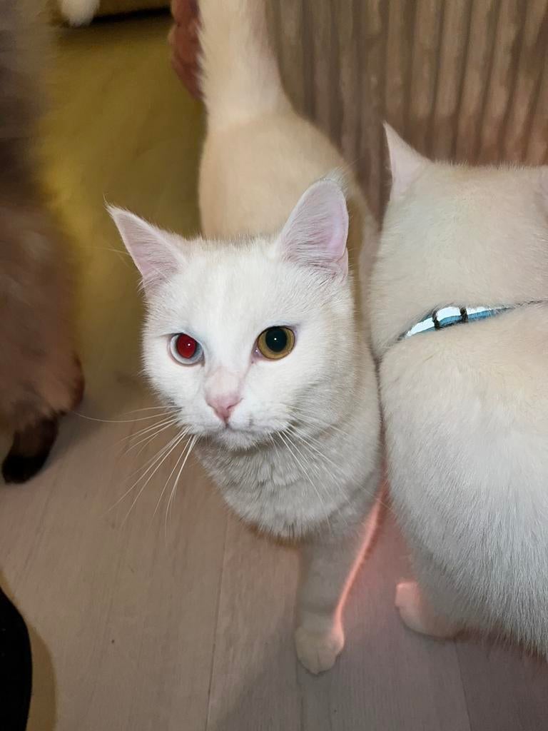 Kittens Perzische  x Maine goon x Amerikaanse korthaar, Dieren en Toebehoren, Katten en Kittens | Raskatten | Korthaar, Meerdere dieren