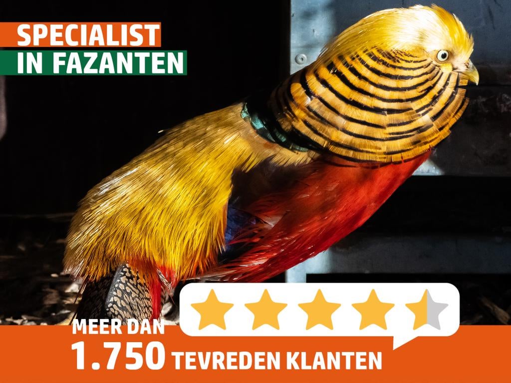 Goudfazant hennen/hanen | Gezonde dieren | Deskundig advies