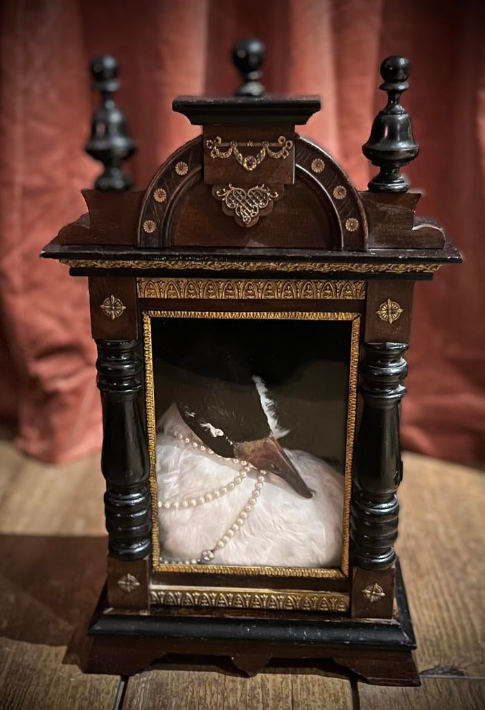 Prachtige opgezette zwarthals zwaan, taxidermy, brocante, Ophalen of Verzenden