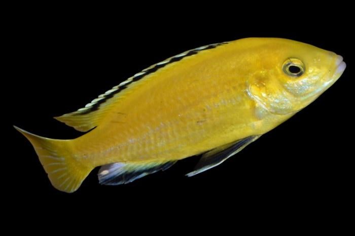 Malawi Cichliden: Labidochromis caeruleus, Dieren en Toebehoren, Vissen | Aquariumvissen, Vis, Zoetwatervis