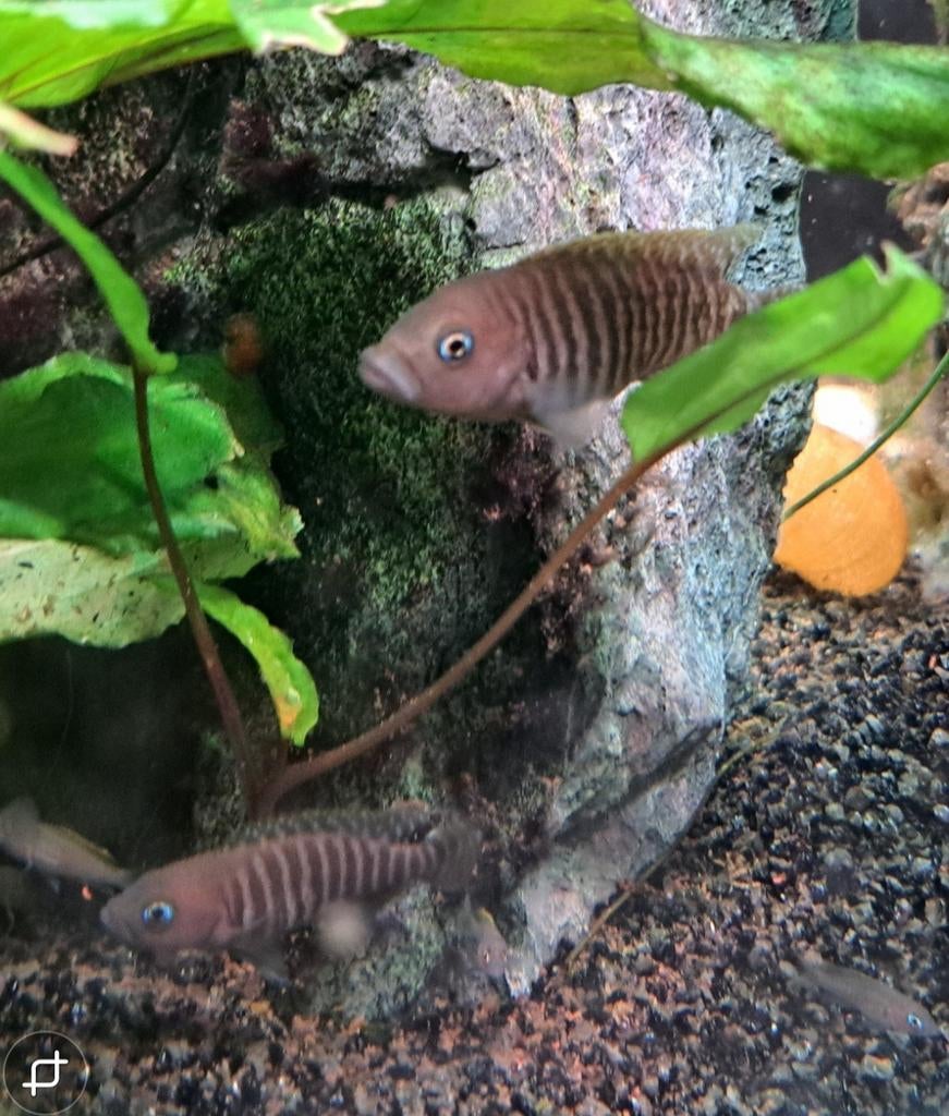 Slakkenhuis cichlides (Lamprologus multifaciatus), Vis, Zoetwatervis, Schoolvis