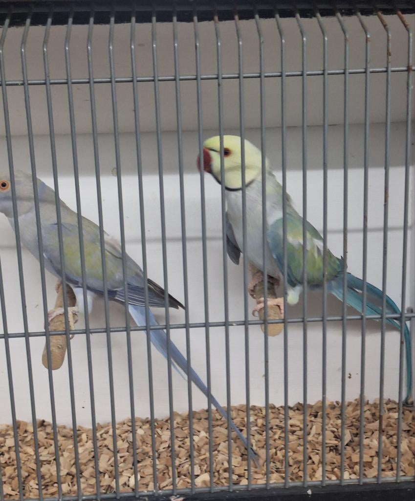 Koppel halsbandparkieten, Dieren en Toebehoren, Vogels | Parkieten en Papegaaien, Meerdere dieren, Parkiet