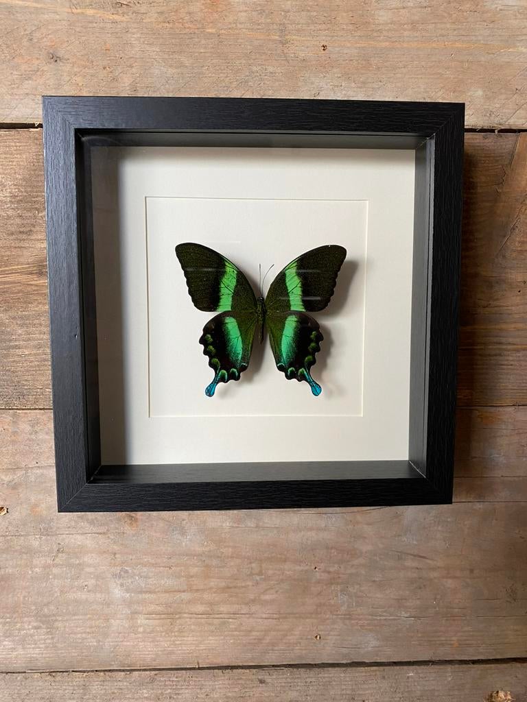 Mooie lijst met een opgezette vlinder (Papilio Blumei), Ophalen of Verzenden, Nieuw, Insect, Opgezet dier