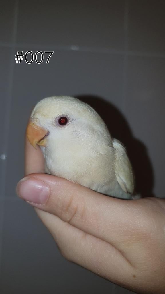 ♀️️Halftam agapornis roseicollis jong. zie beschrijving., Dieren en Toebehoren, Vogels | Parkieten en Papegaaien, Vrouwelijk, Dwergpapegaai of Agapornis