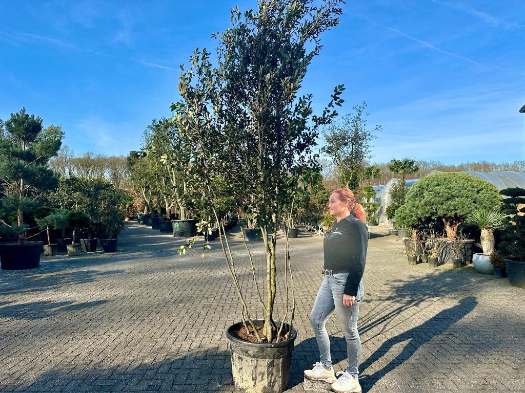 Meerstammige steeneik natuurlijke groeivorm ( Quercus ilex), Tuin en Terras, Planten | Bomen, 250 tot 400 cm, Zomer, Volle zon