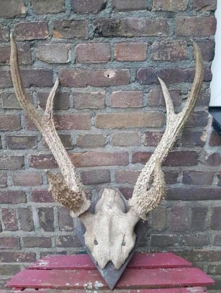 Prachtig zeer uniek antiek herten schedel gewei geweien kop, Ophalen of Verzenden, Zo goed als nieuw, Hert, Schedel