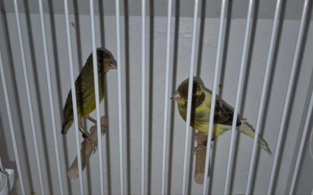 Koppel Irish fancy kanaries, Dieren en Toebehoren, Meerdere dieren, Postuurkanarie