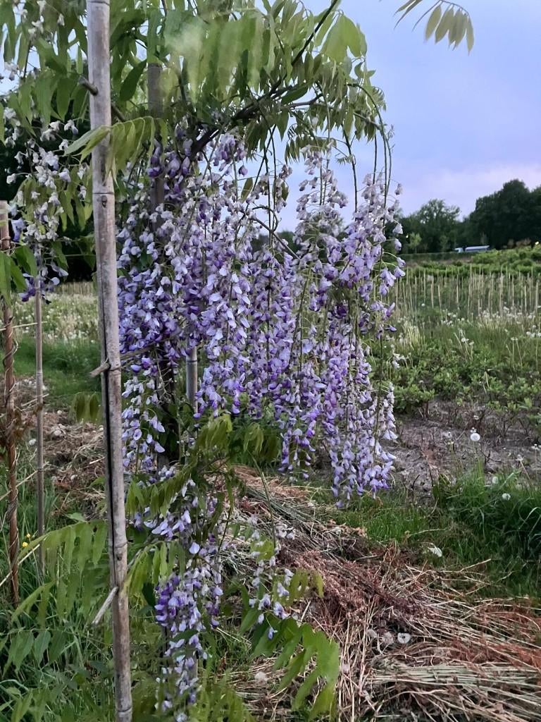 Blauwe Regen, Wisteria sinensis, Overige soorten, Lente, 100 tot 250 cm, Ophalen