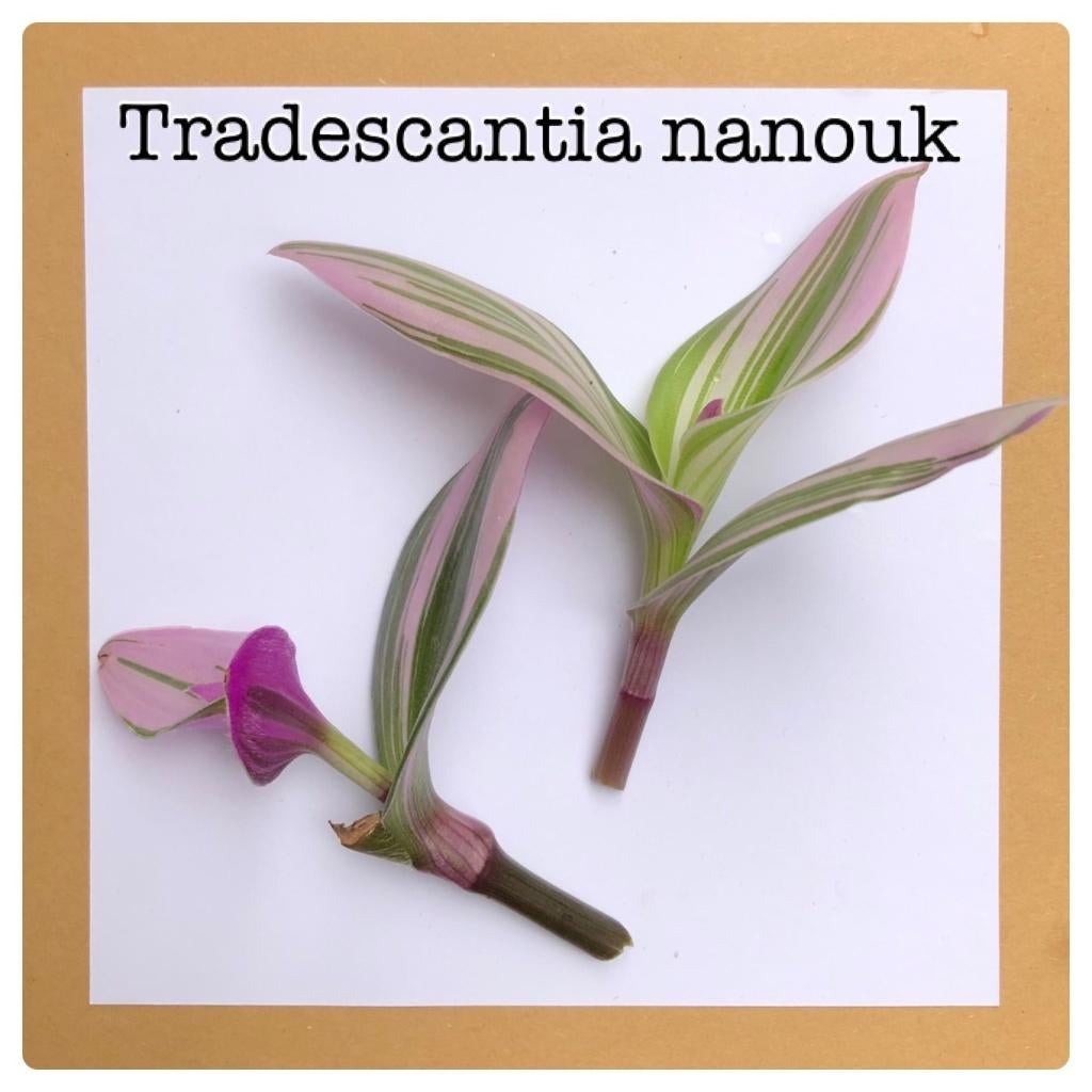 6. tradescantia nanouk stekje €1,50, Huis en Inrichting, Kamerplanten, Ophalen of Verzenden, Halfschaduw, Minder dan 100 cm
