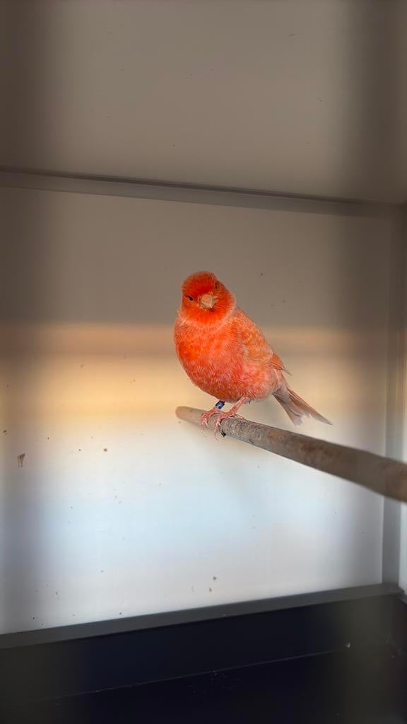 Pop rood schimmel, Dieren en Toebehoren, Vrouwelijk, Kleurkanarie