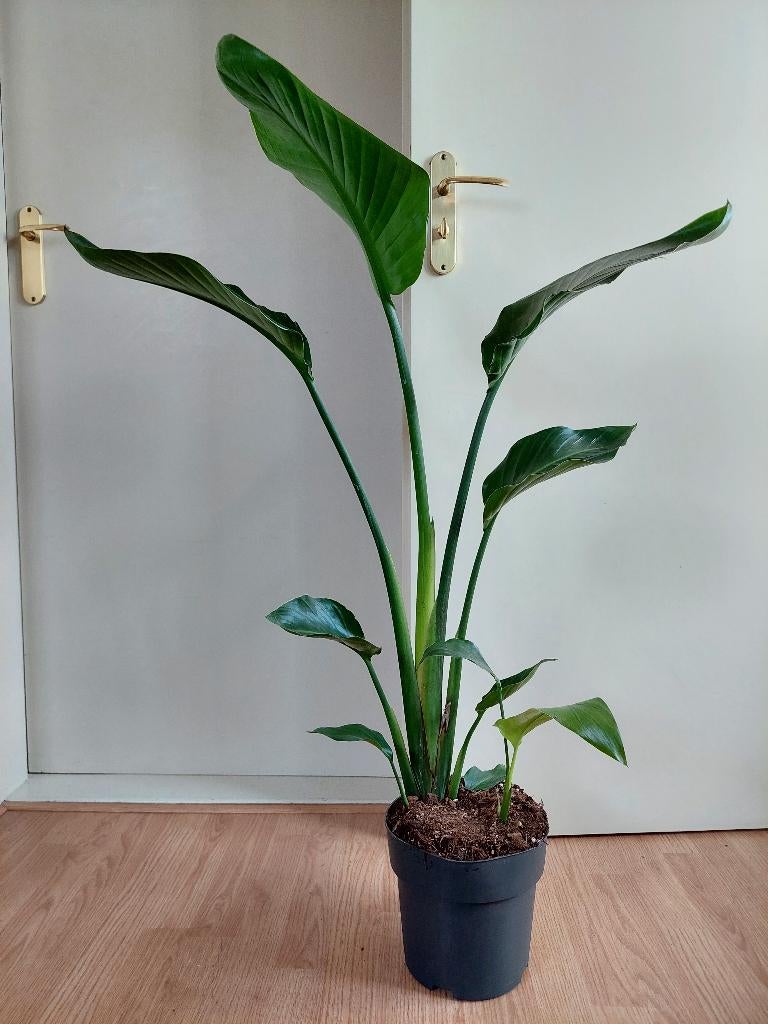 Strelitzia Nicolai - Paradijsvogelplant H: 110 cm., Ophalen, 100 tot 150 cm, Overige soorten, Halfschaduw