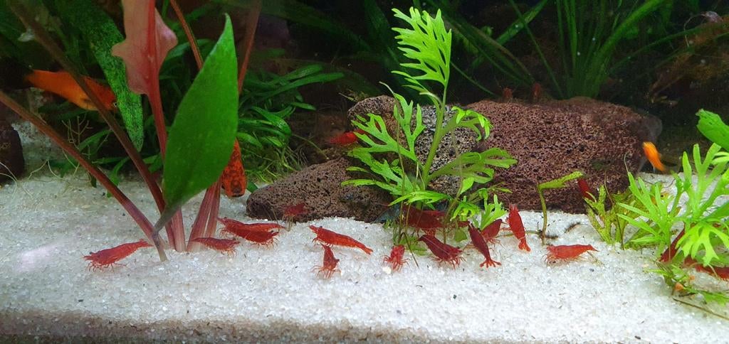 Jongvolwassen Red Cherry Garnalen/ Vuurgarnalen, Kreeft, Krab of Garnaal