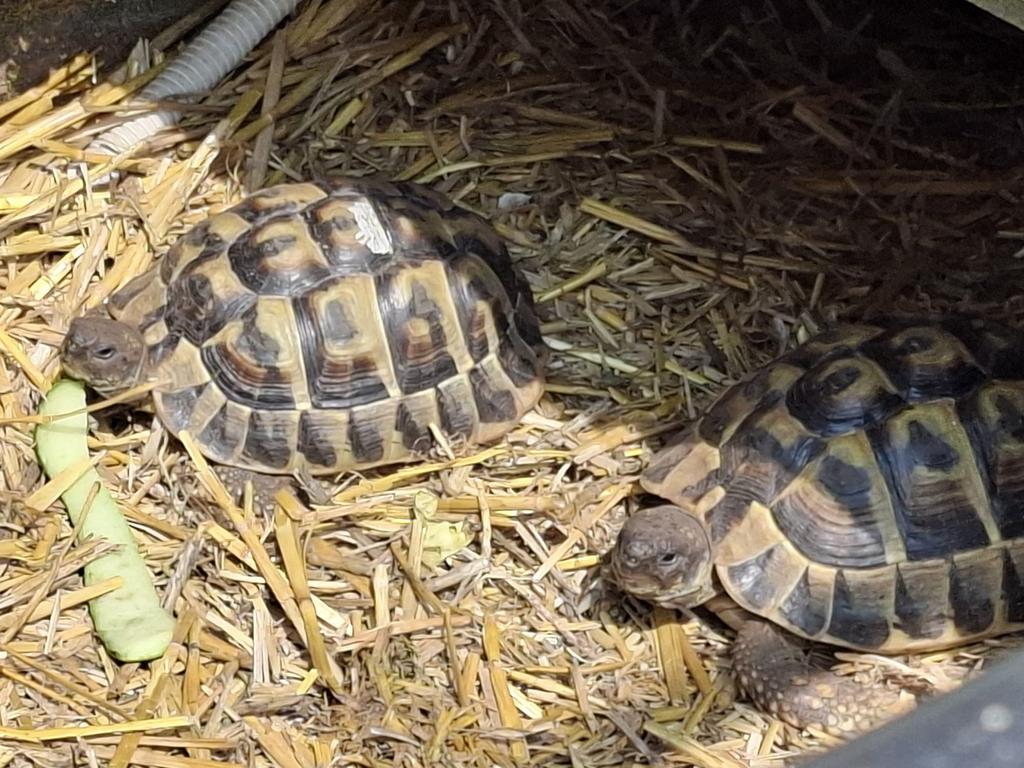 Griekse landschildpad mannetje Tortoise - male for sale from CAD