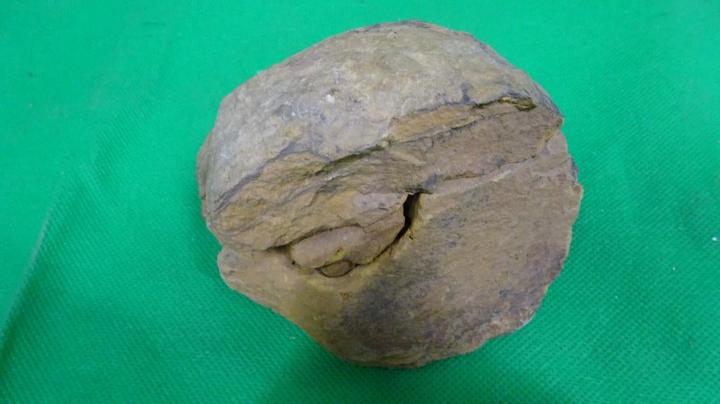 Fossielen diversen., Ophalen of Verzenden, Fossiel