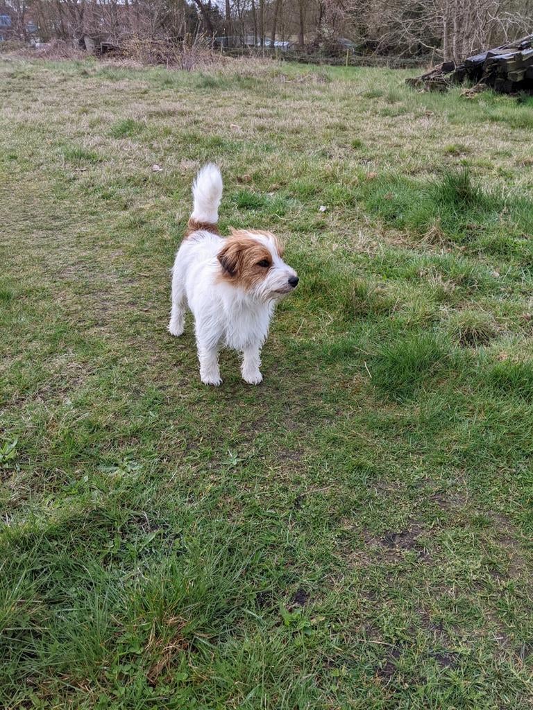 Ruwharige Jack Russell dekreu ( niet te koop), Parvo, Jack Russell Terriër, Reu, 1 tot 2 jaar