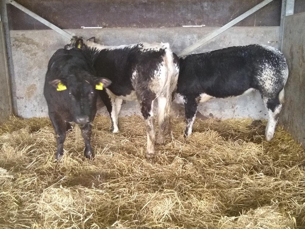 Te koop 3 prachtige dikbil pinken., Dieren en Toebehoren, Vrouwelijk