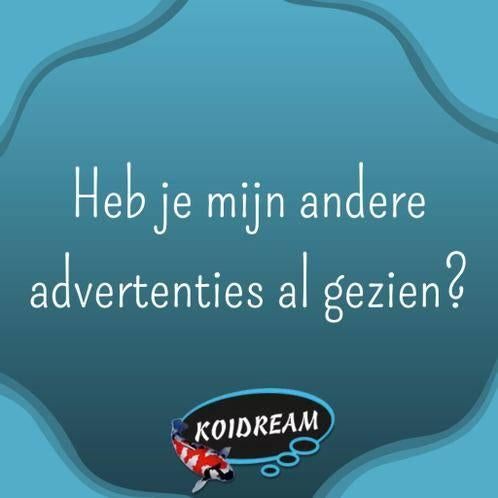 Afrikaans Blauwoogje - Koidream Valburg, Vis, Zoetwatervis