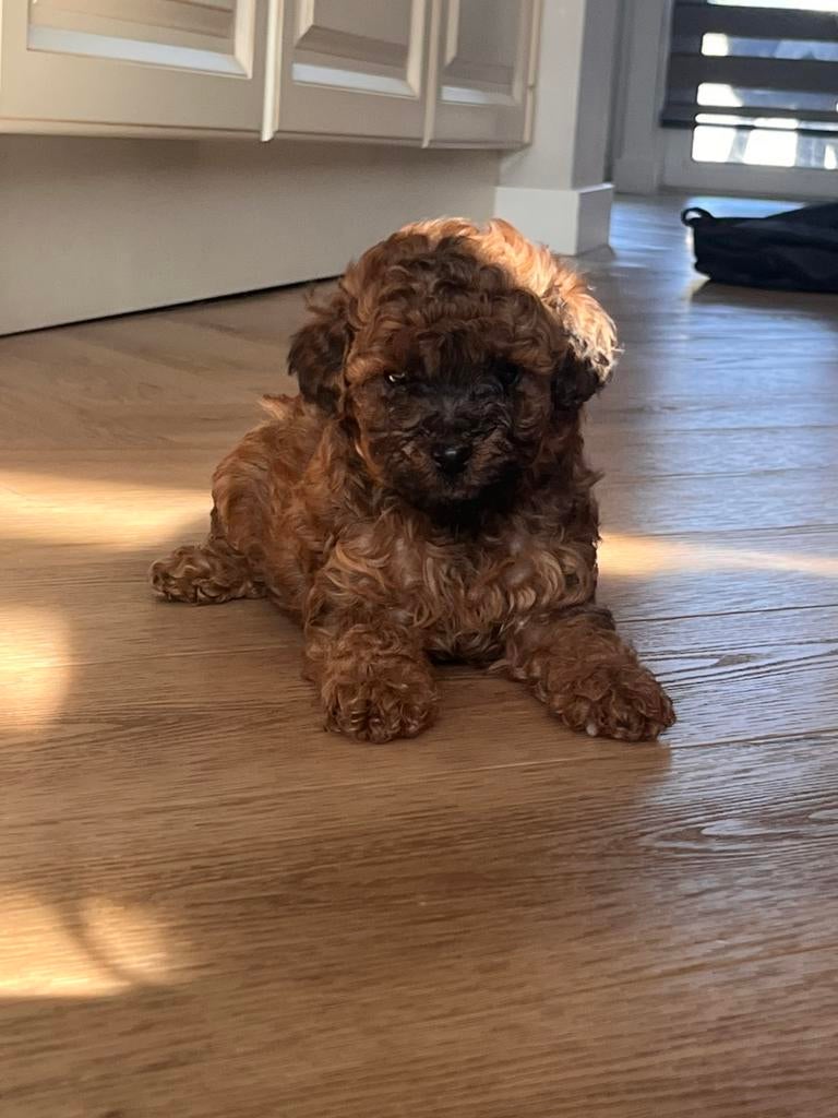 Toypoedels, Poedel, Parvo, 8 tot 15 weken, Meerdere dieren