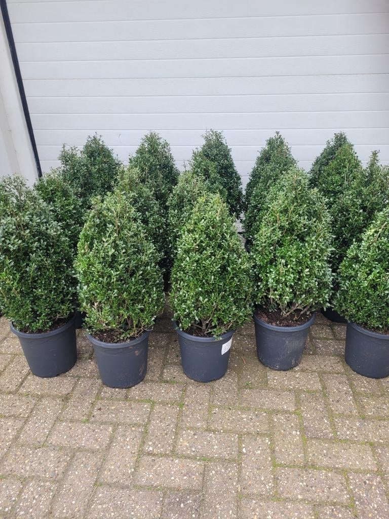 Ilex Crenata Spiraal - Japanse Hulst in 2 maten, Volle zon, Vaste plant, Bloeit niet, Ophalen
