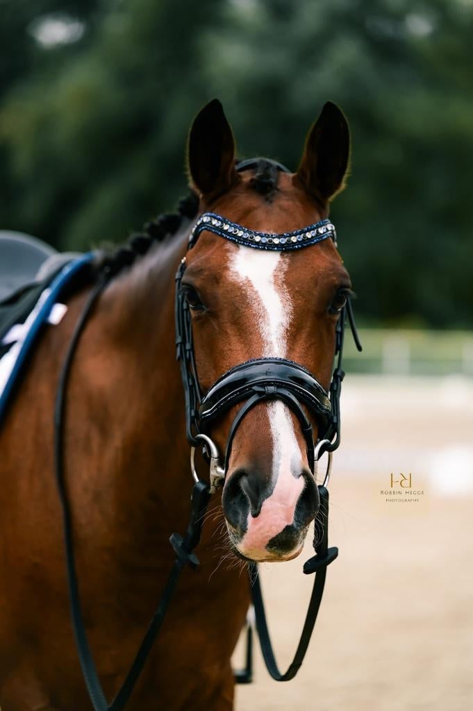 Talentvolle Lieve Knappe E Pony, E pony (1.48m - 1.57m), Met stamboom, Ruin, Dressuurpony