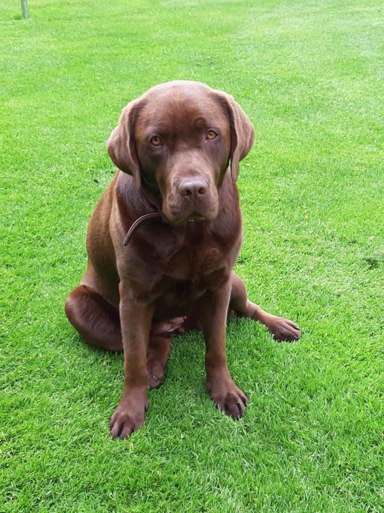 Labrador pups verwacht, Parvo, 8 tot 15 weken, Labrador retriever, Meerdere dieren