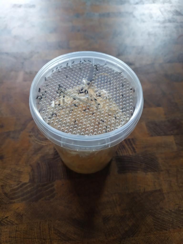 grote fruitvliegen, LAAGSTE PRIJS van NL, Dieren en Toebehoren, Ophalen of Verzenden, Nieuw, Overige typen