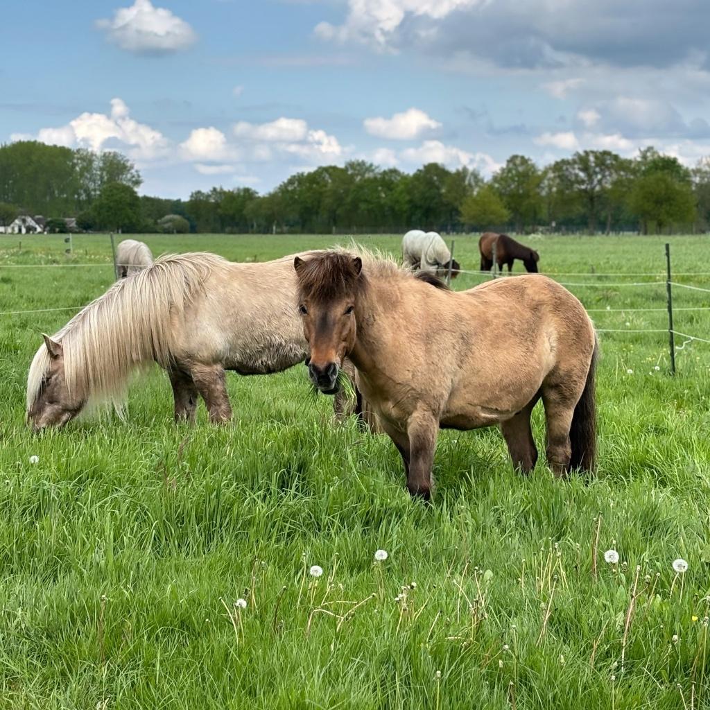 Stalling voor Ijslander Merrie en Ruin - Regio Utrecht, Dieren en Toebehoren, Weidegang, 1 paard of pony