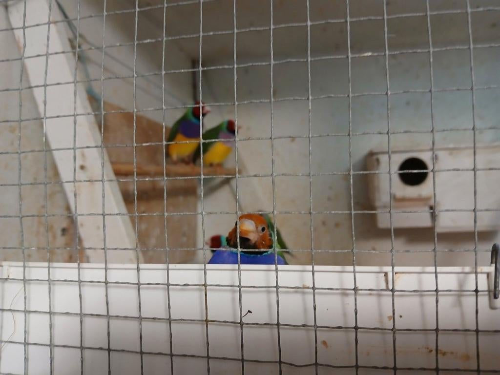 Te koop goulds amadines, alle kleuren, geringd., Dieren en Toebehoren, Ophalen