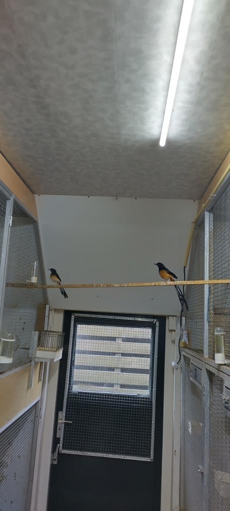 Schamalijsters, Meerdere dieren, Tropenvogel, Geringd