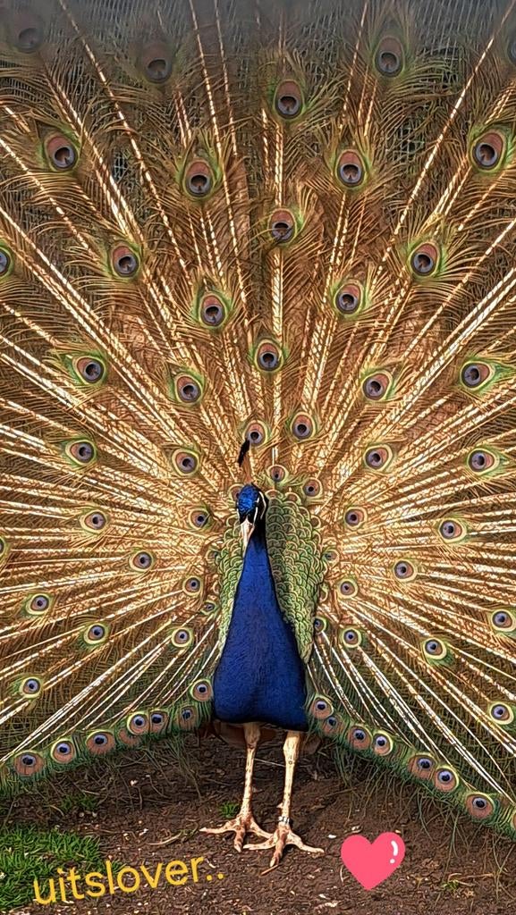 Violet pauwen!, Dieren en Toebehoren, Meerdere dieren, Overige soorten