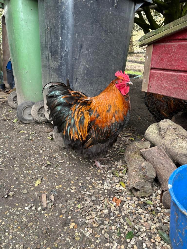 Orpington haan, Dieren en Toebehoren, Pluimvee, Mannelijk, Kip