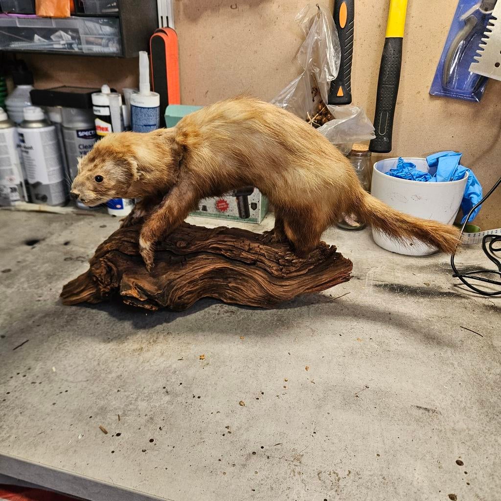 Opgezette bunzing opgezet taxidermie taxidermy geprepareerd, Verzamelen, Dierenverzamelingen, Ophalen of Verzenden, Vogel, Opgezet dier