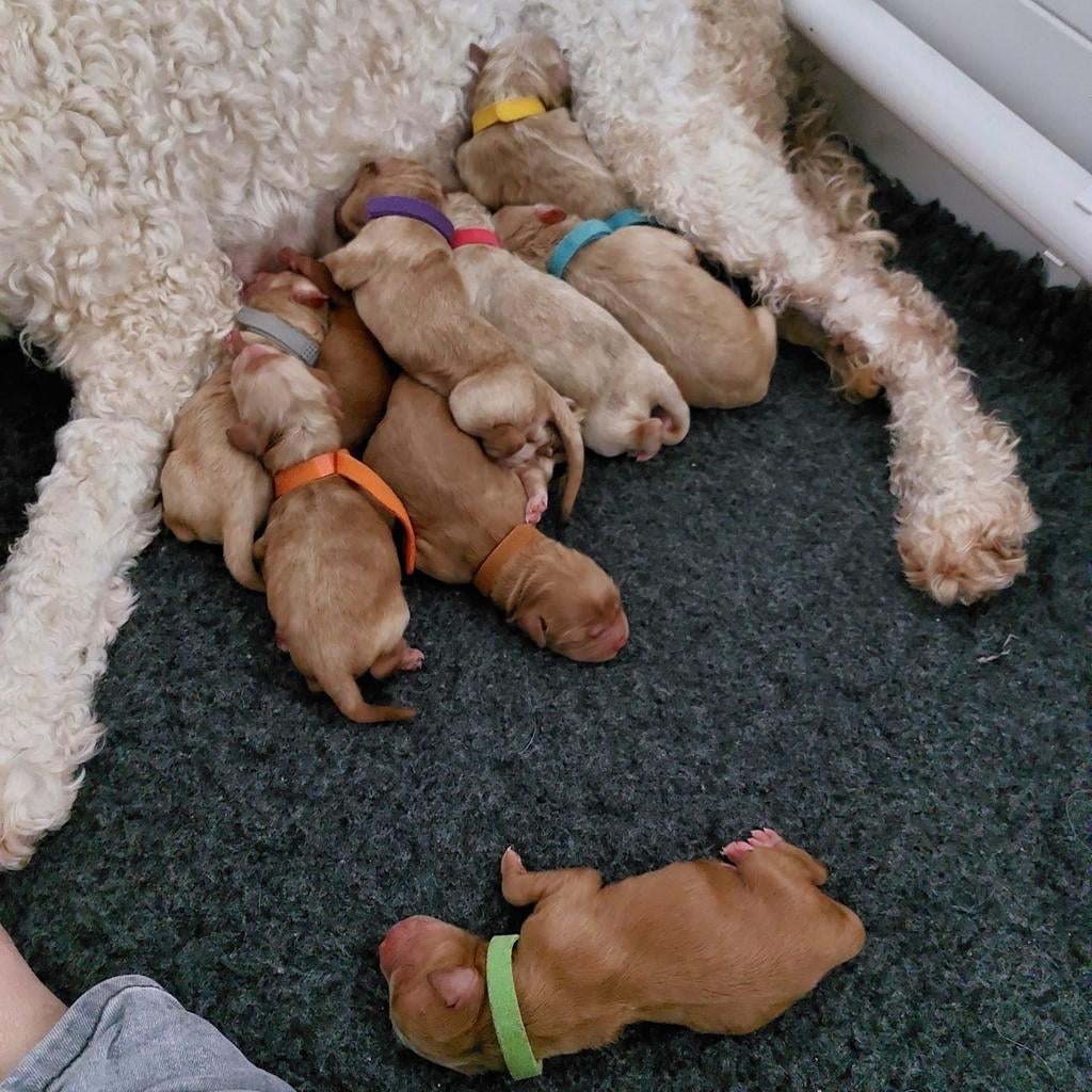 Medium Australian labradoodle pups met stamboom achtergrond, 8 tot 15 weken, Meerdere, Meerdere dieren, Middel
