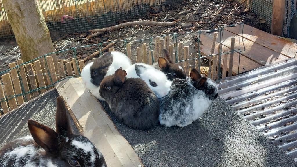 Handtamme konijntjes, Dieren en Toebehoren, Konijnen, Meerdere dieren