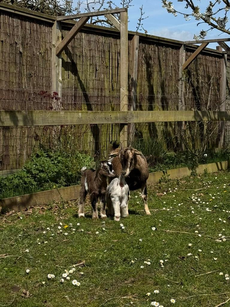 Dwerggeit bokje, Dieren en Toebehoren, Schapen, Geiten en Varkens, Mannelijk, Geit