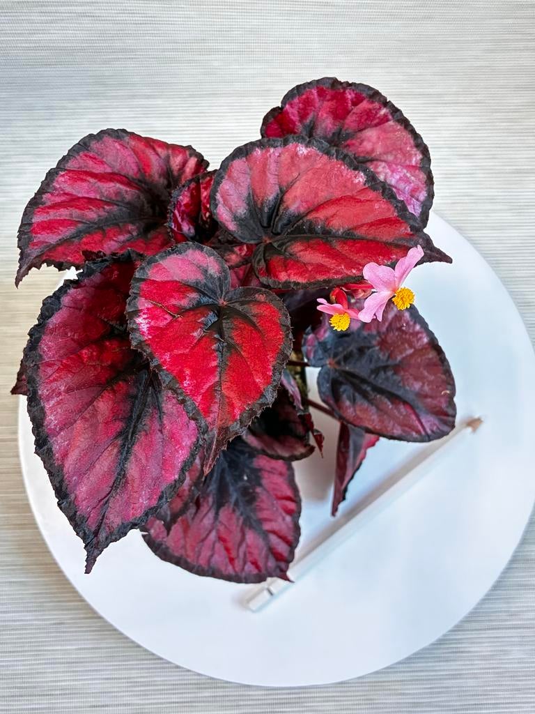 Begonia Red Kiss bladstekken, Overige soorten, Minder dan 100 cm, Bloeiende kamerplant, Halfschaduw