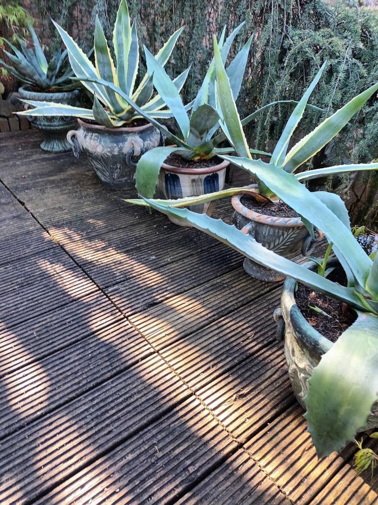 Agave planten in potten, Ophalen