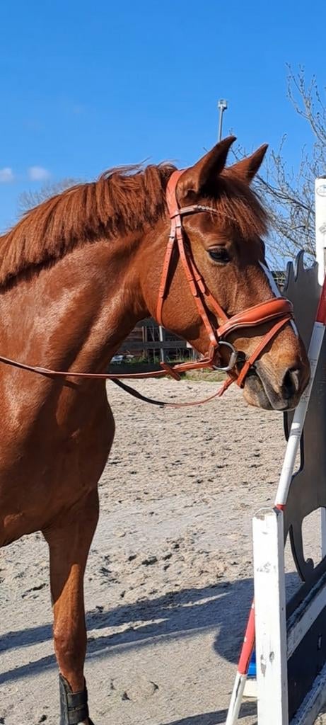 Prachtig HB showtime hoofdstel bruin full, Ophalen of Verzenden