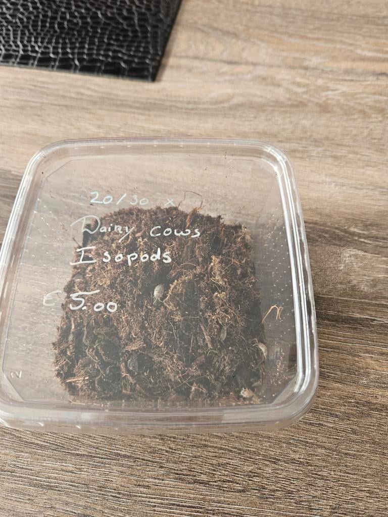 Pissebedden Dairy Cows Isopods doosje vol 20a30 stuks, Overige soorten