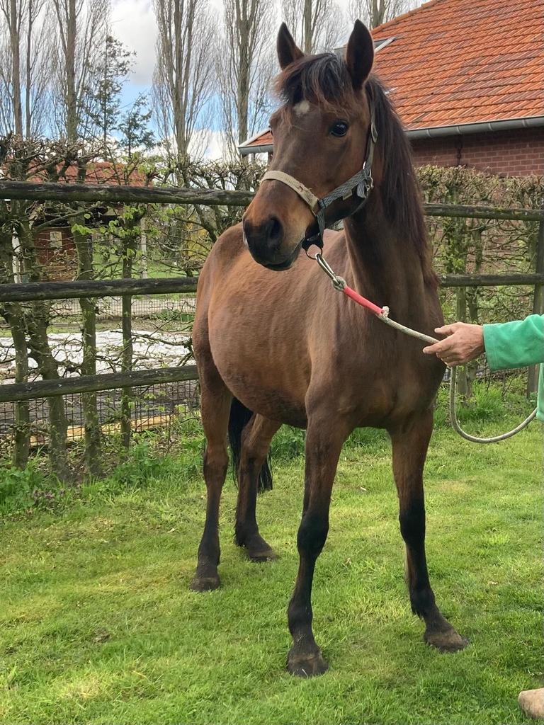 New Forest-merrie (drachtig), Dieren en Toebehoren, Pony's, Merrie, Onbeleerd, D pony (1.37m tot 1.48m), 3 tot 6 jaar, Met stamboom