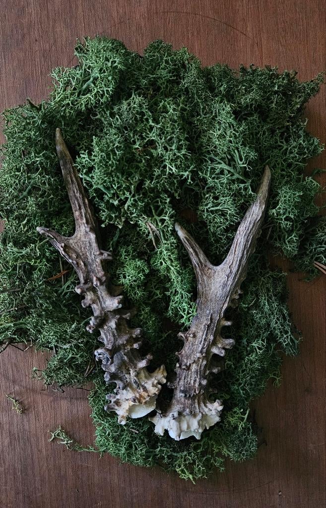 Ree gewei., Ophalen of Verzenden, Hert, Gewei of Kop