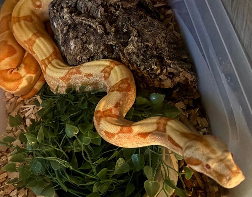 Boa constrictor vrouw. Boa Constrictor - female for sale from JoshuaZ