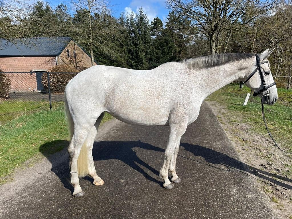 Super lieve schimmel merrie, Dieren en Toebehoren, 160 tot 165 cm, 11 jaar of ouder, Recreatiepaard, Merrie