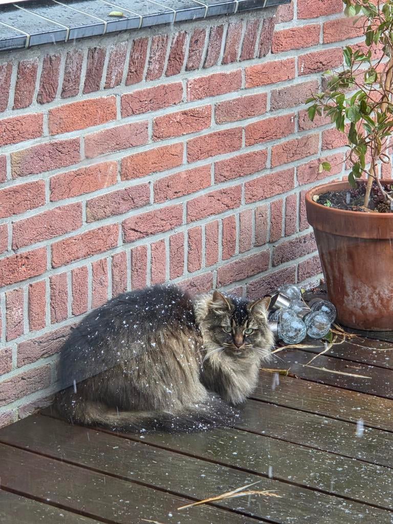 Kitten gezocht, Poes