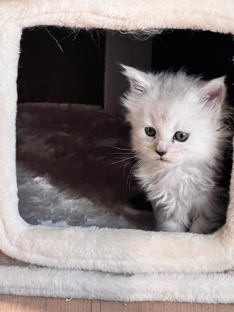 Gereserveerd 💛 Xxl Maincoon Black shade (zilver), Dieren en Toebehoren, Katten en Kittens | Overige Katten, Poes, Langharig, 0 tot 2 jaar